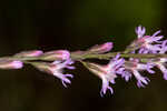 Fewflower blazing star